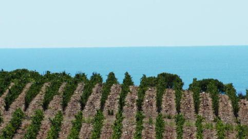 Napoleone, il vino e quel “privilegio” garantito all’Isola con la prima doc