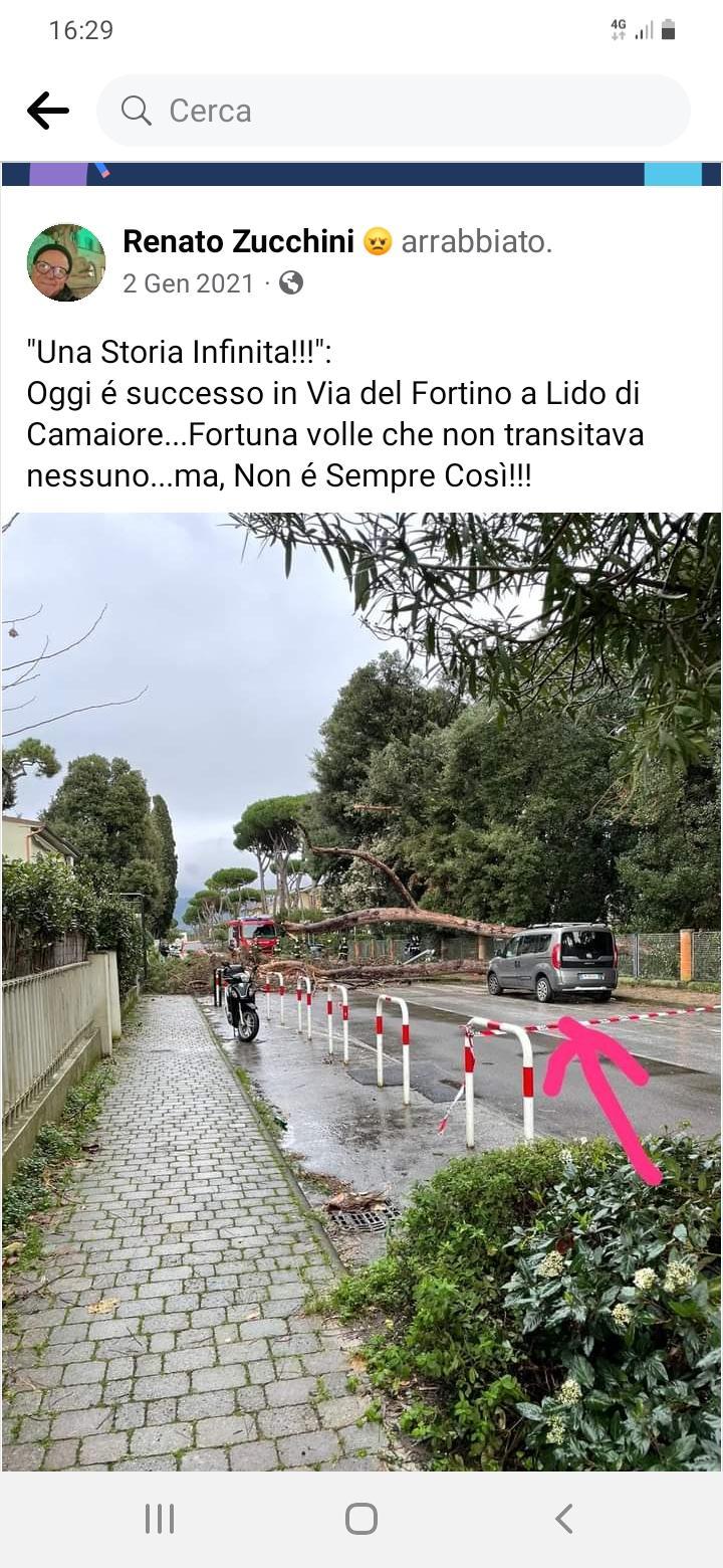 Lido di Camaiore, albero crolla vicino all’auto: «Fortuna non passava nessuno»