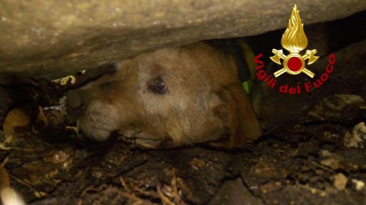Il cane incastrato nella grotta