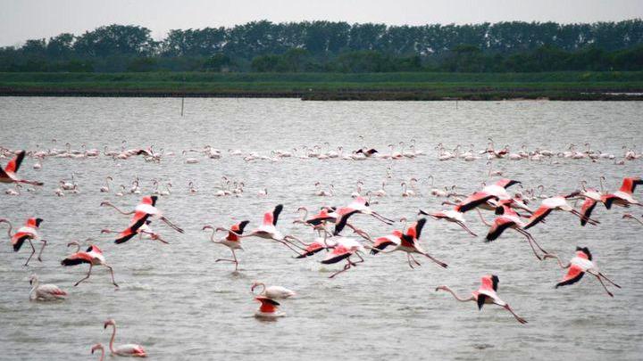 Fenicotteri rosa nella Valli di Comacchio