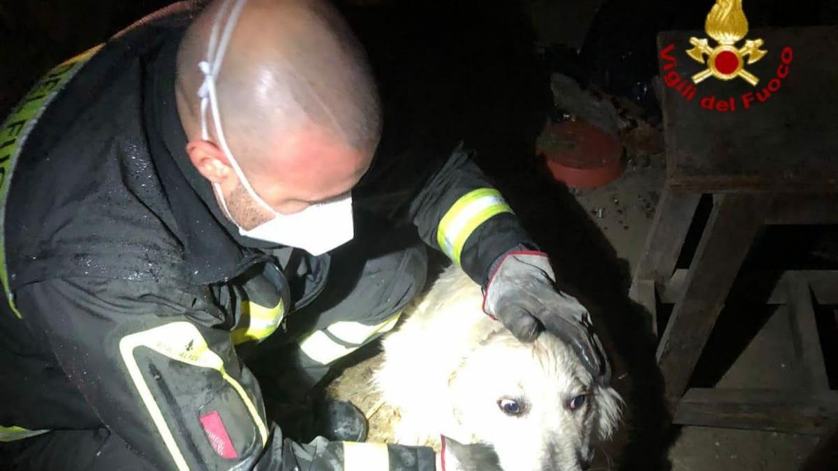 Il cane salvato dai vigili del fuoco