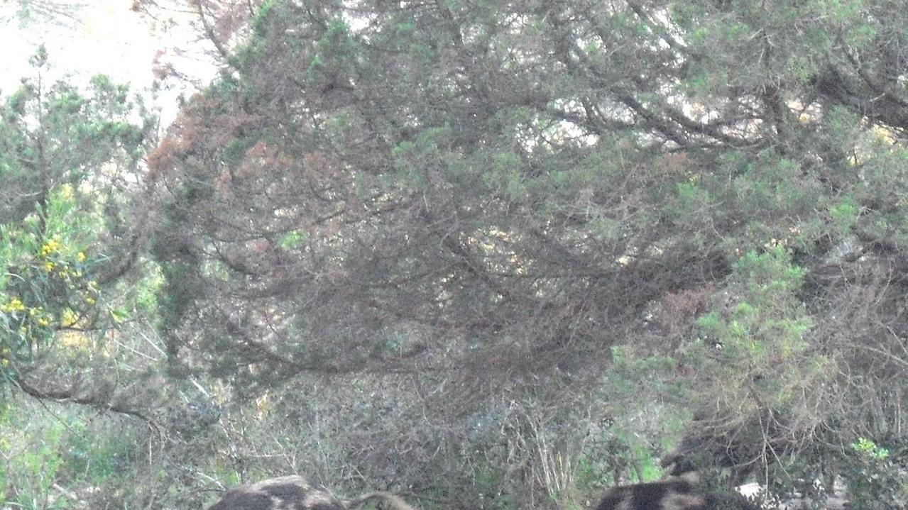 Abbattimento dei cinghiali animalisti contro il Parco