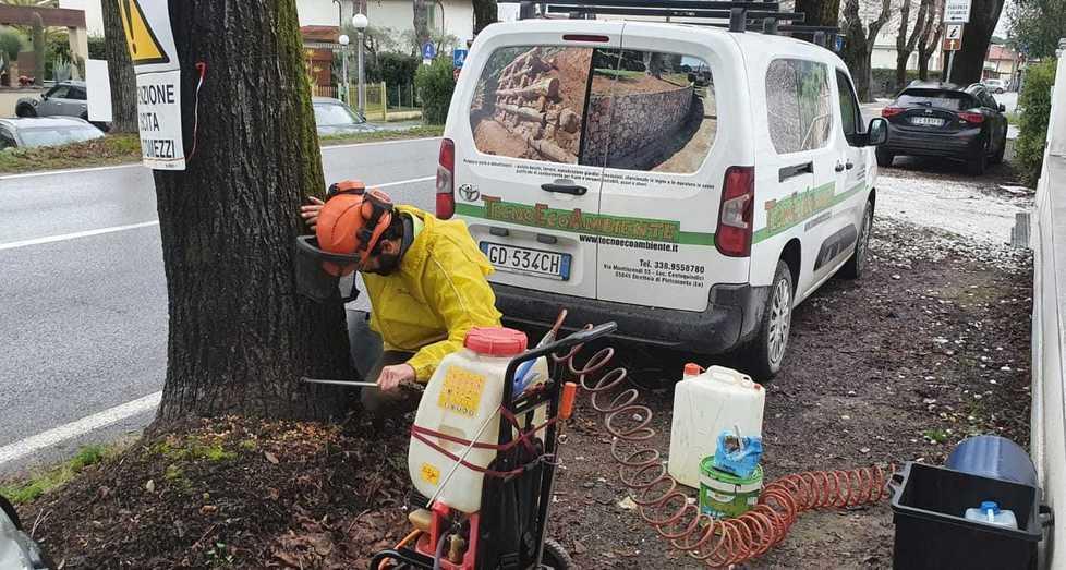Tigli avvelenati al Forte col gasolio: la telefonata, i sospetti, le cure agli alberi