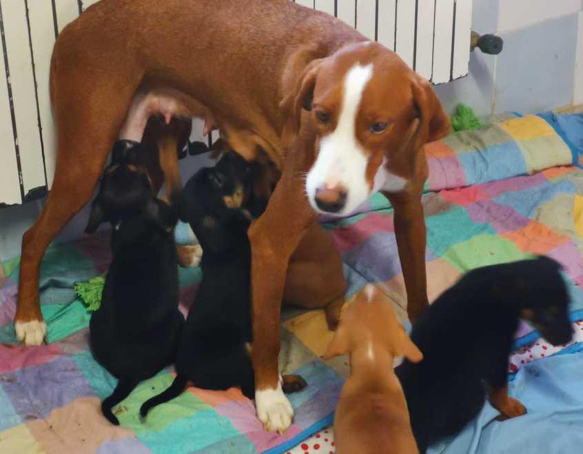 Pavullo. Teneva 21 cani in mezzo al degrado: scatta il “sequestro” che salva i cuccioli 
