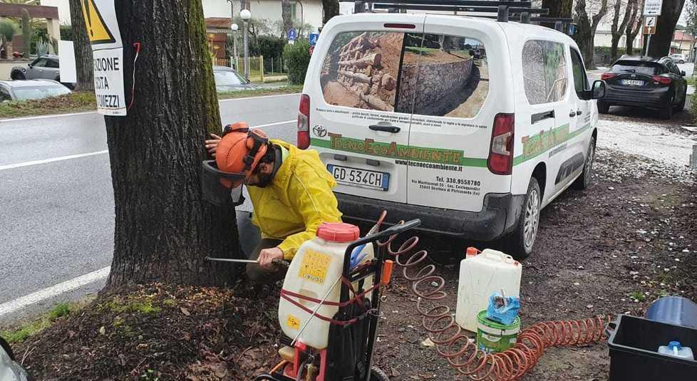Alberi avvelenati a Forte dei Marmi, l’esperto assicura: «I tigli potrebbero vivere» 
