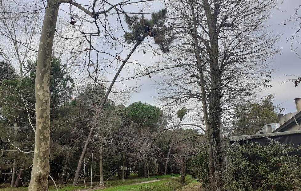 Viareggio, due alberi a rischio crollo vicino alla Capannina 