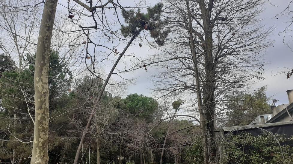 Viareggio, due alberi a rischio crollo vicino alla Capannina