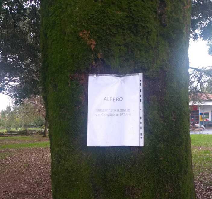 Due manifestazioni in tre giorni contro l’abbattimento delle piante