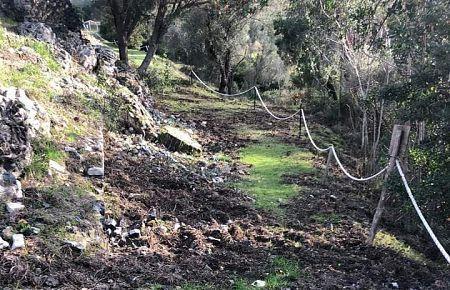Cinghiali in azione in mezzo alle rovine di Villa delle Grotte 