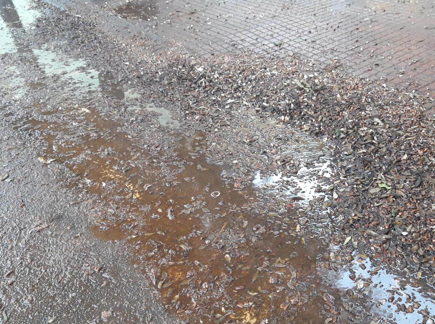 Buche e sporcizia, viale delle Vigne nel degrado 