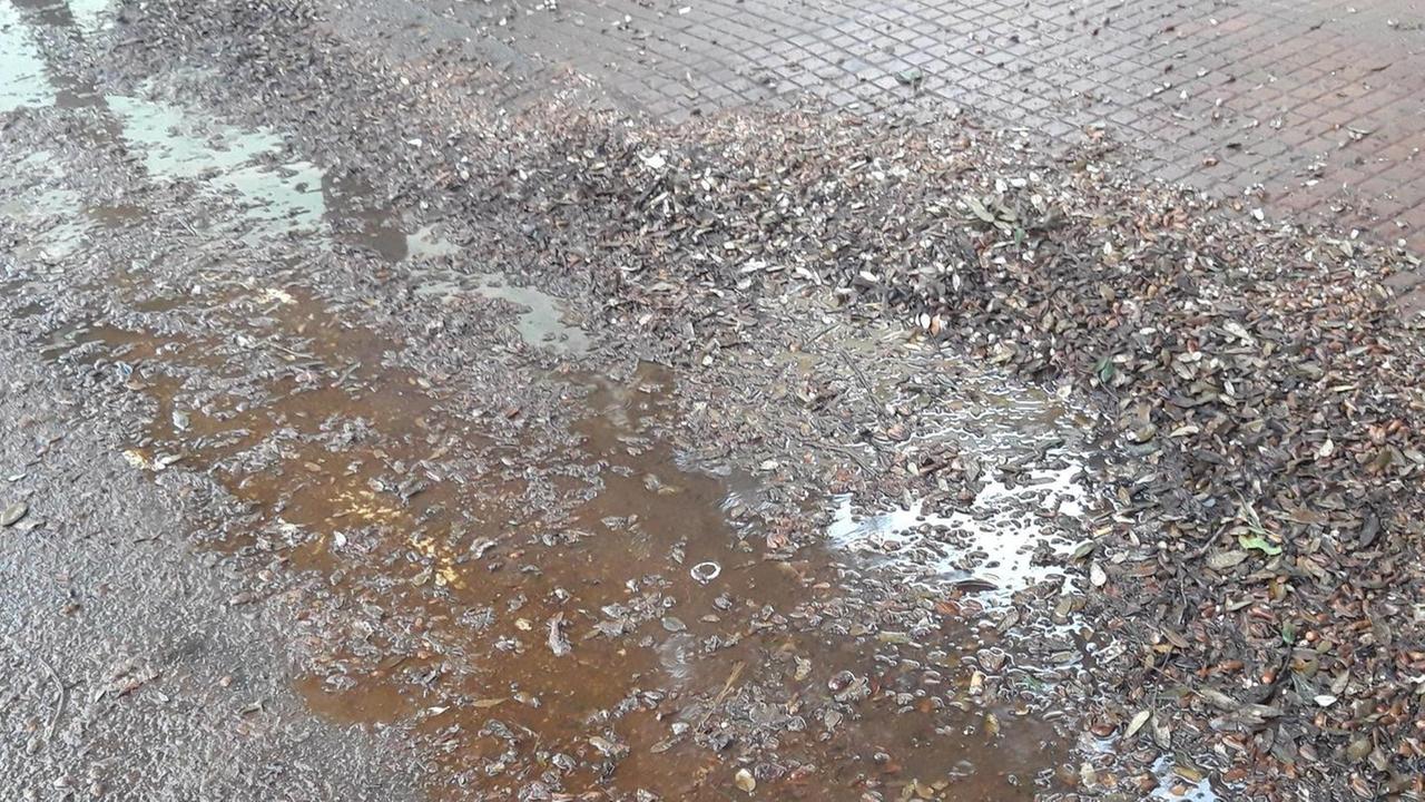 Buche e sporcizia, viale delle Vigne nel degrado