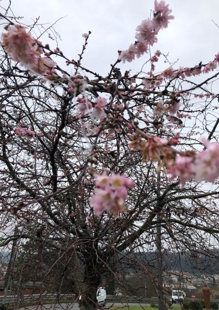 A gennaio anomala fioritura di un prunus