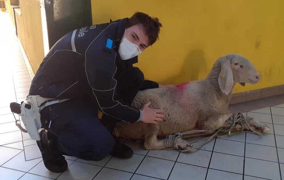 Novellara, pecora incinta in fuga salvata dalla polizia locale 