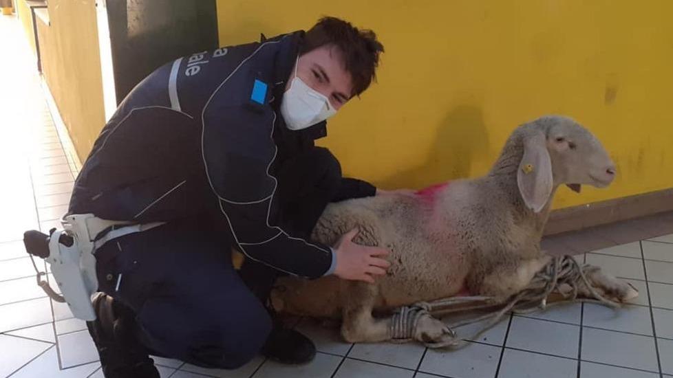 Novellara, pecora incinta in fuga salvata dalla polizia locale