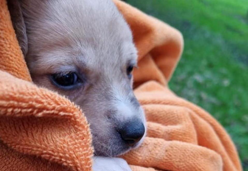 Viareggio, cuccioli abbandonati a bordo strada salvati da due passanti. Ora si cerca la madre 