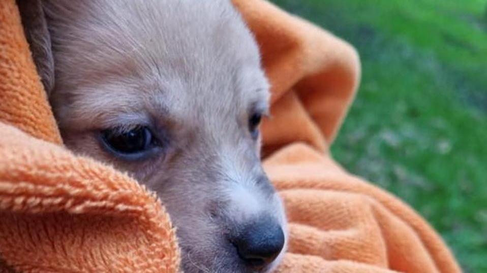 Viareggio, cuccioli abbandonati a bordo strada salvati da due passanti. Ora si cerca la madre