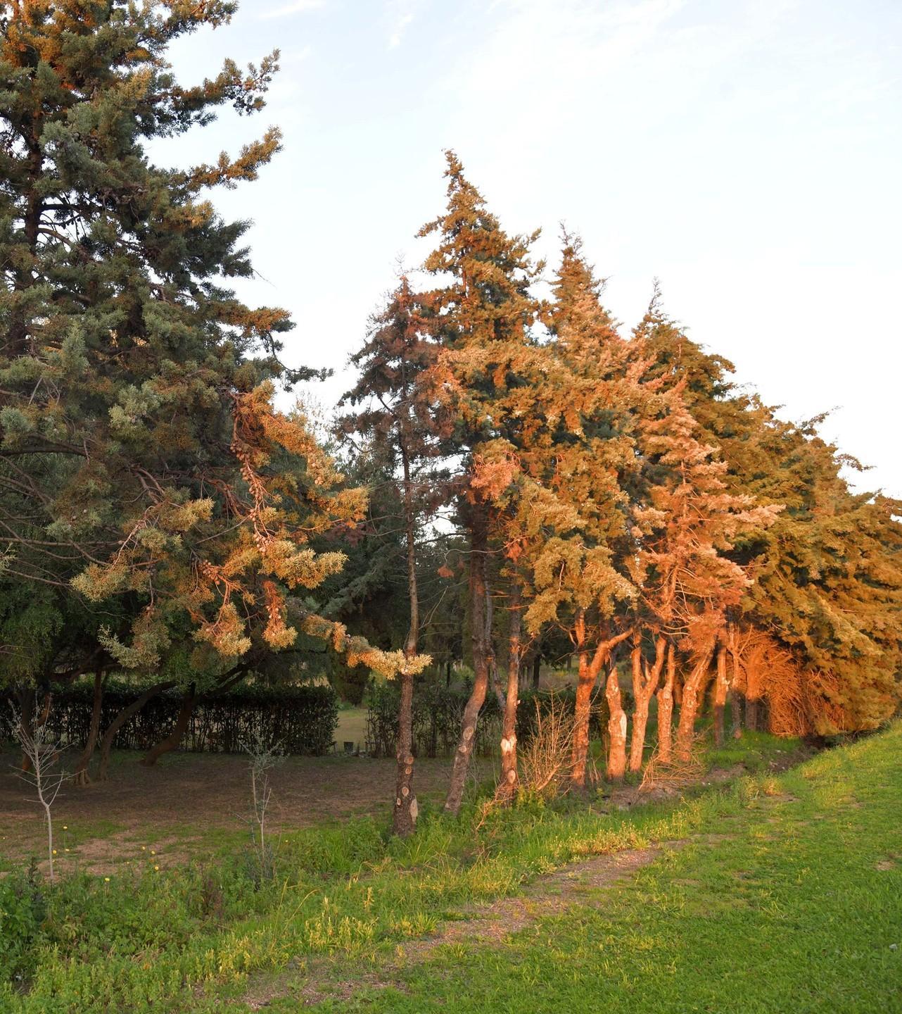 Nascono 4 boschi urbani 6mila alberi nei quartieri 