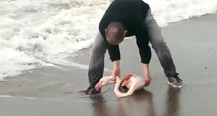 Orbetello, vigile del fuoco salva un fenicottero: «Travolto dal mare, rischiava di morire» 
