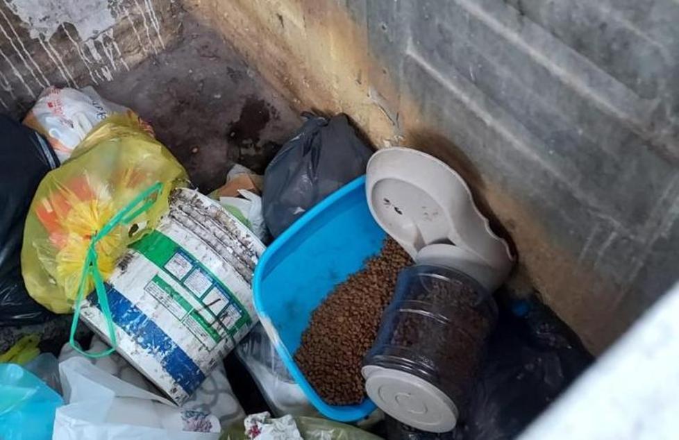 Ancora danni al gattile Il Comune interviene: «Cambieremo posto» 