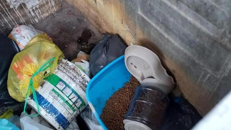 Ancora danni al gattile Il Comune interviene: «Cambieremo posto»