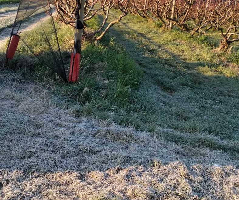 Il grande gelo minaccia cavoli, verze e broccoli