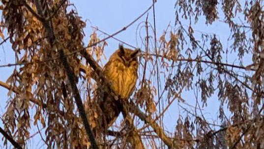 Dieci gufi hanno trovato ospitalità a Medolla, il veterinario: «Rispettateli»