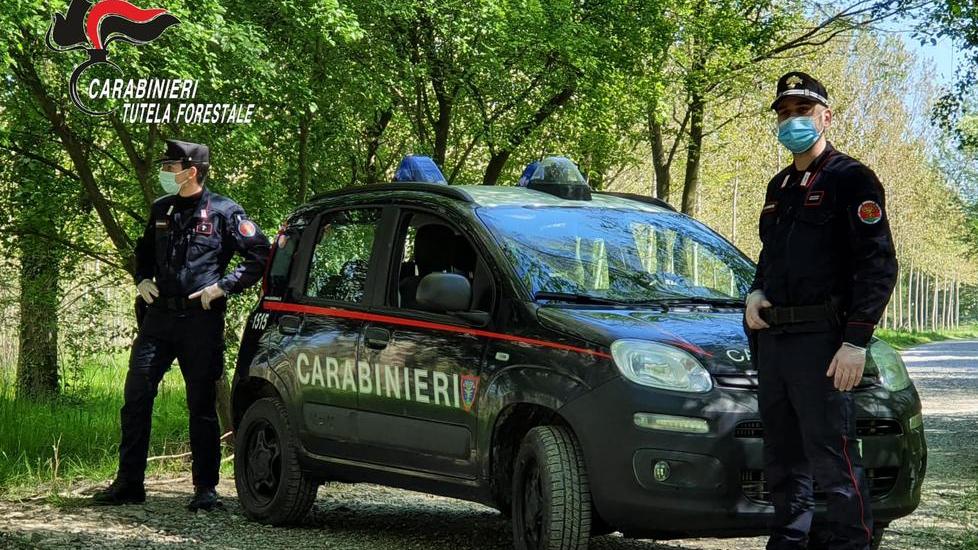 Lo stato dei nostri boschi e i livelli di carbonio negli ecosistemi forestali