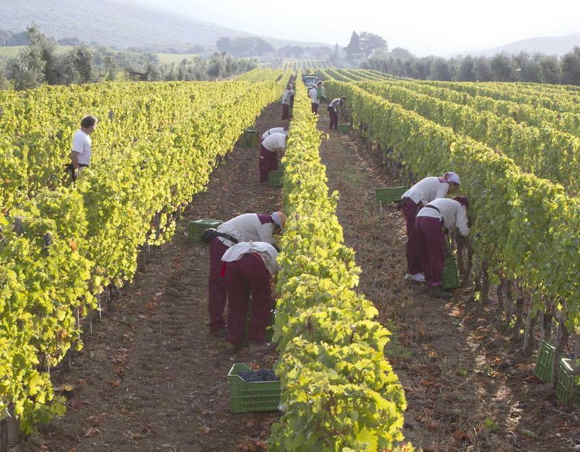 I produttori sperano nel 2022: vogliono renderlo l'anno della ripartenza commerciale e degli eventi