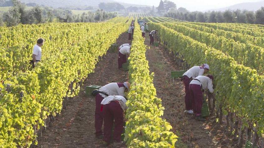 I produttori sperano nel 2022: vogliono renderlo l'anno della ripartenza commerciale e degli eventi