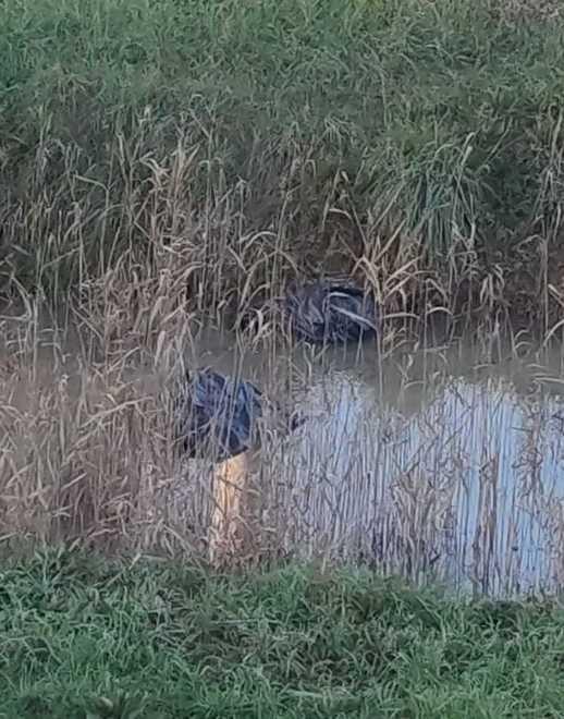Sporcizia e polemiche Due sacchi neri gettati nel torrente Magione