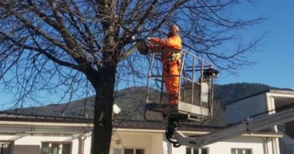 Potati gli alberi alla Verdigi