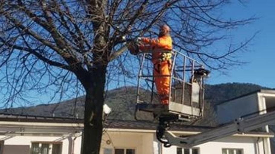 Potati gli alberi alla Verdigi