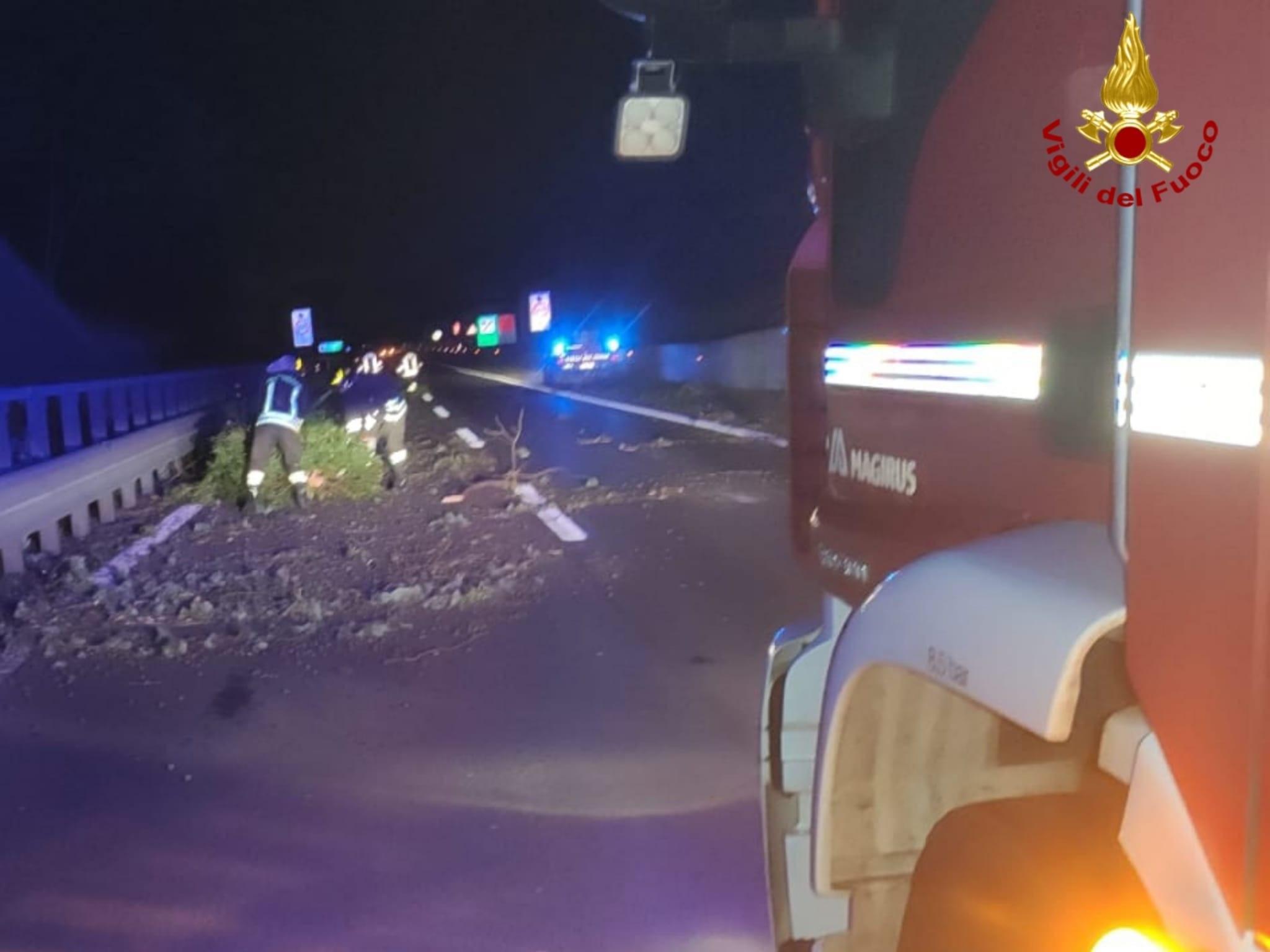 Albero sull'autostrada A11 a causa del forte vento: pericolo a Serravalle 