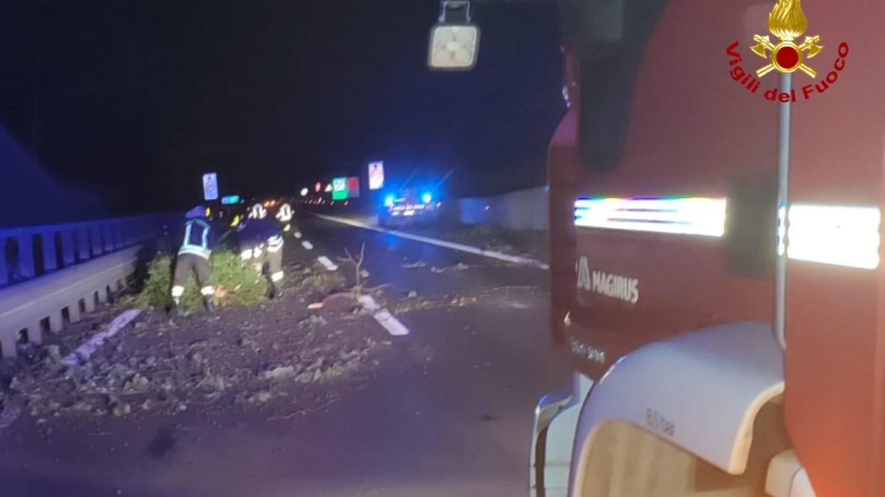 Albero sull'autostrada A11 a causa del forte vento: pericolo a Serravalle