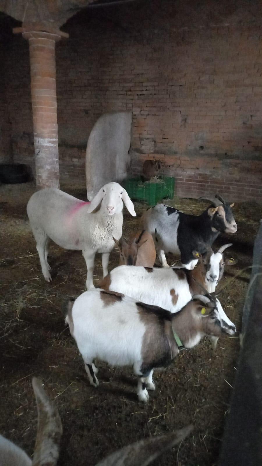 Novellara, la nuova vita di Pablita: la pecora in fuga non finirà al macello 