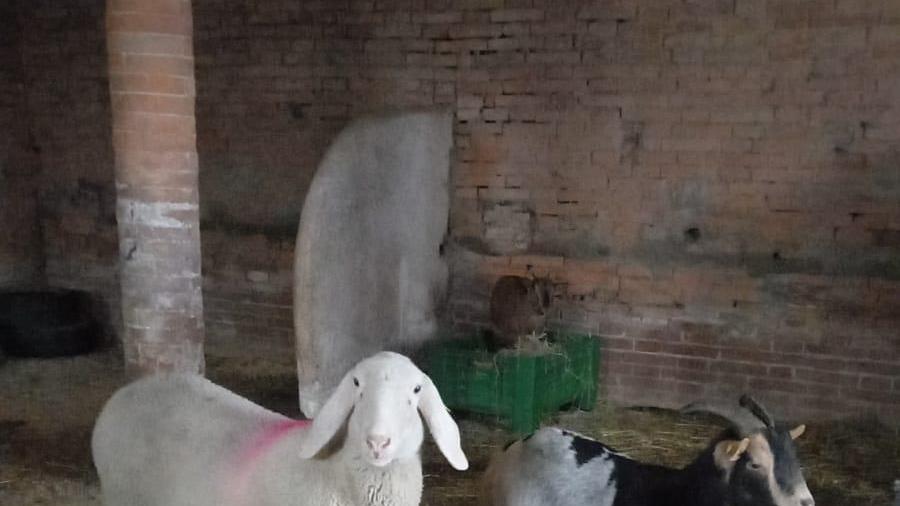 Novellara, la nuova vita di Pablita: la pecora in fuga non finirà al macello