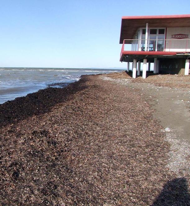 San Vincenzo, foglie di quercia spiaggiate: litorale reso impraticabile 