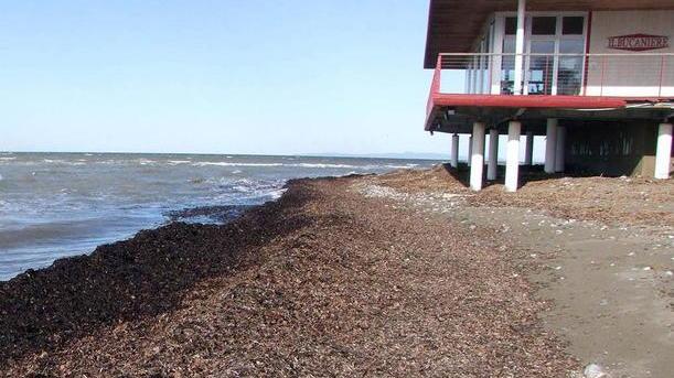 San Vincenzo, foglie di quercia spiaggiate: litorale reso impraticabile