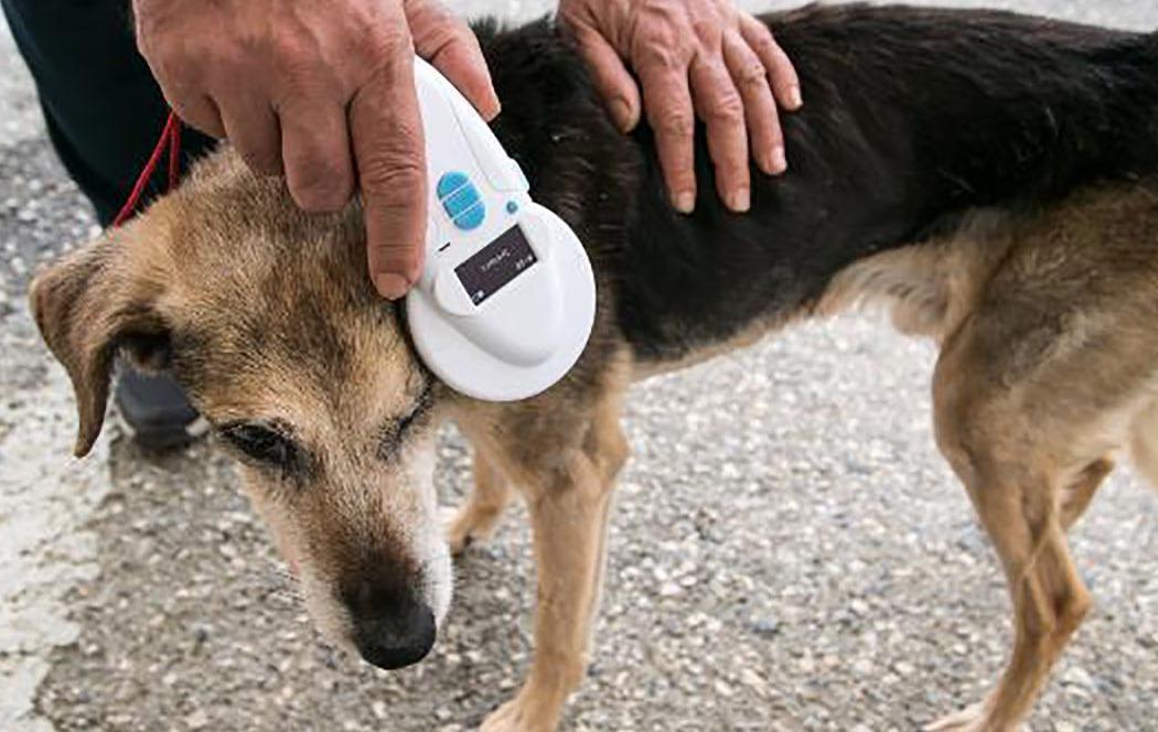 Anagrafe canina, domani la microchippatura 