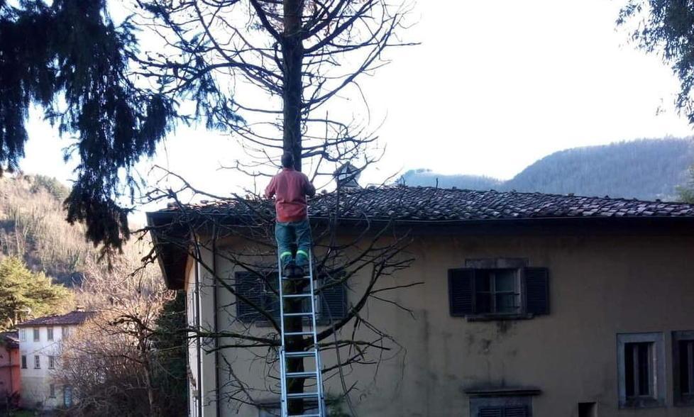 Abbattuto il cipresso che rischiava di cadere addosso a Villa Webb