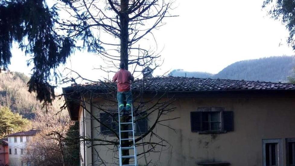 Abbattuto il cipresso che rischiava di cadere addosso a Villa Webb