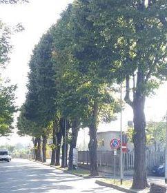 Comune e Acer Due firme per nuove piante 
