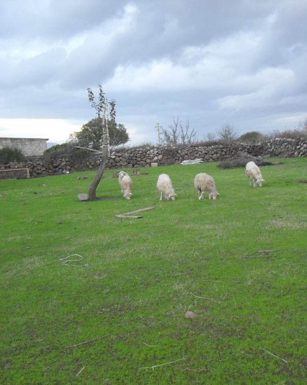 Sedilo cessata l’emergenza lingua blu, ordinanze revocate