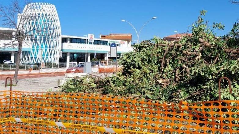 Arriva la rotonda, via gli alberi