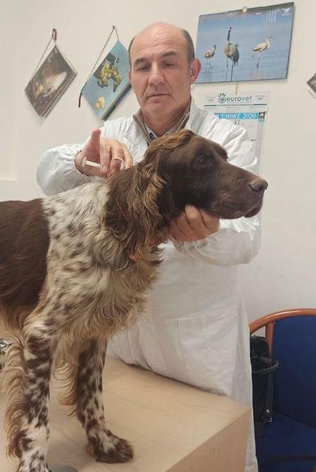 Oggi la microchippatura gratuita dei cani