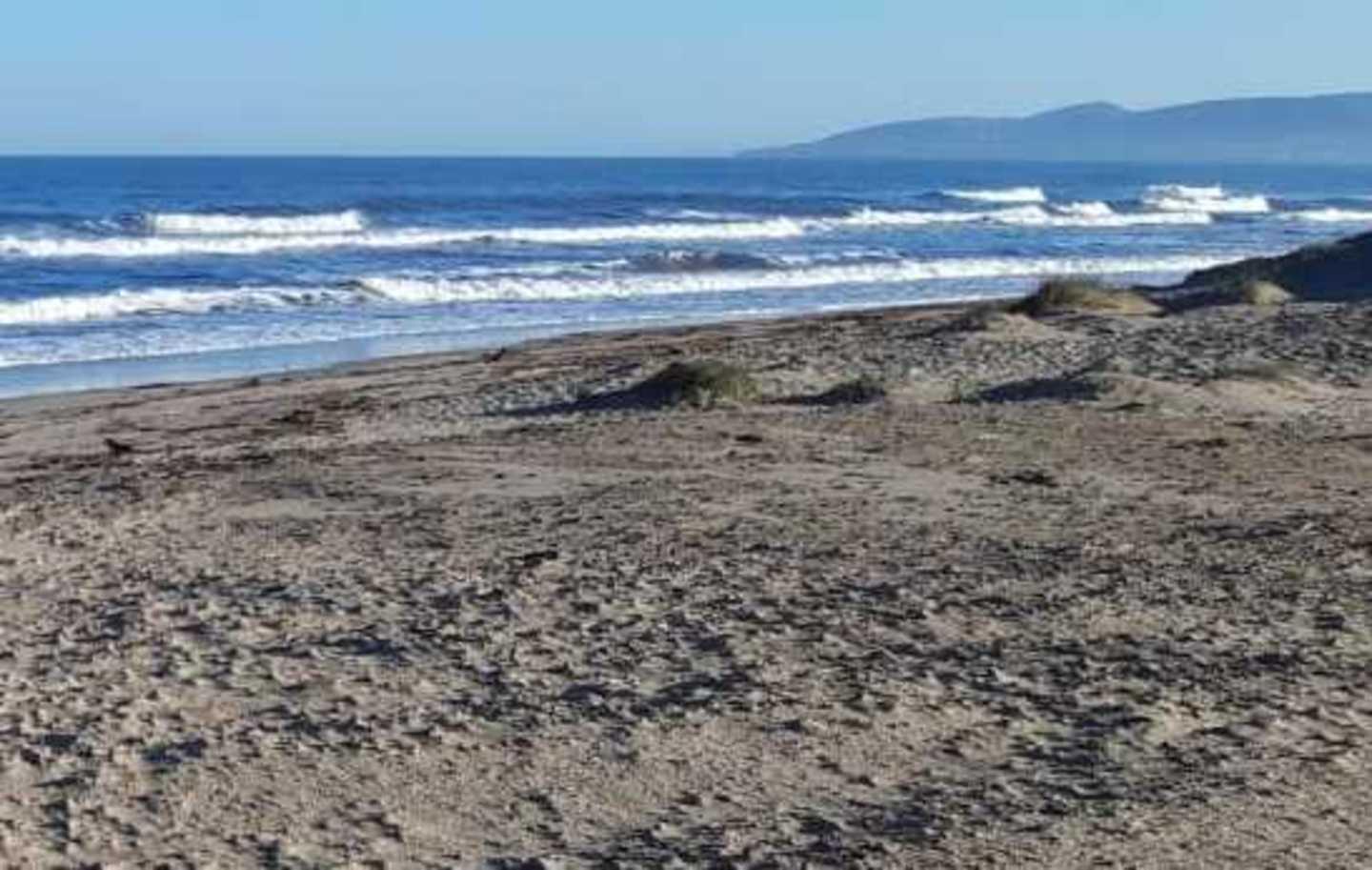 Cagnetto sepolto in spiaggia: l’hanno ucciso? 