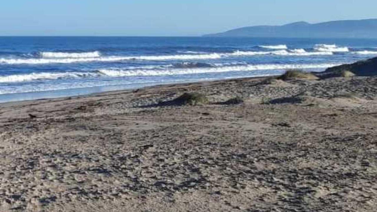 Cagnetto sepolto in spiaggia: l’hanno ucciso? 