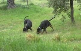 Avvelenava i cani: allevatore di Laerru sconterà un anno 
