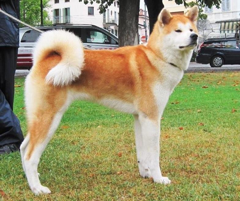 Modena. Ruba il cane legato fuori dal supermarket «Mi sembrava triste» 