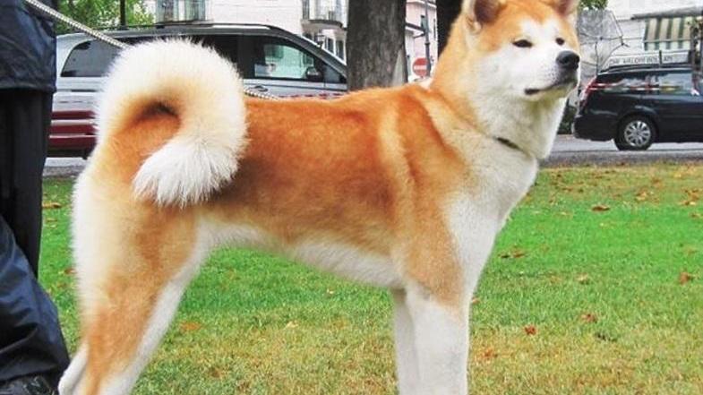 Modena. Ruba il cane legato fuori dal supermarket «Mi sembrava triste»